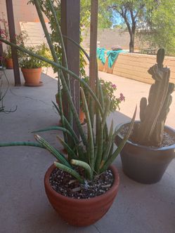Large sansevieria