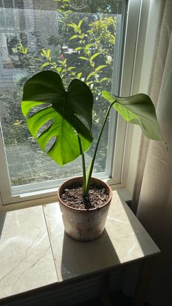 Monstera Deliciosa Live Plant