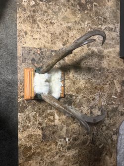 Antelope horns