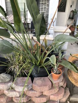 Bird of paradise 15 Gl 4ft5 in H $30