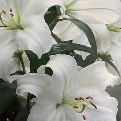 White Lilies Casa Blanca  Perennials, 2 Plants In One Pot. Grows To 36"-40" H. Will Bloom In Soon .