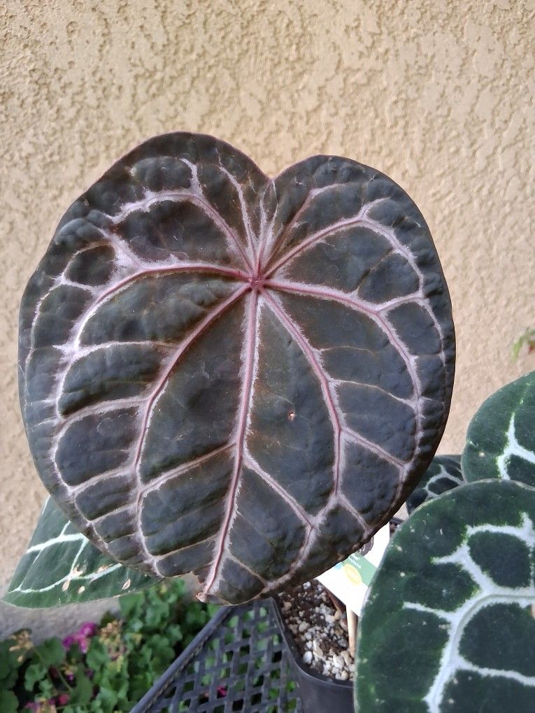 RARE. Anthurium DocBlock MICHELLE Plant $160
