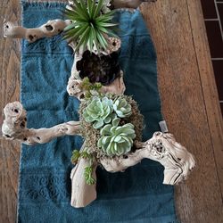 Artificial Succulents