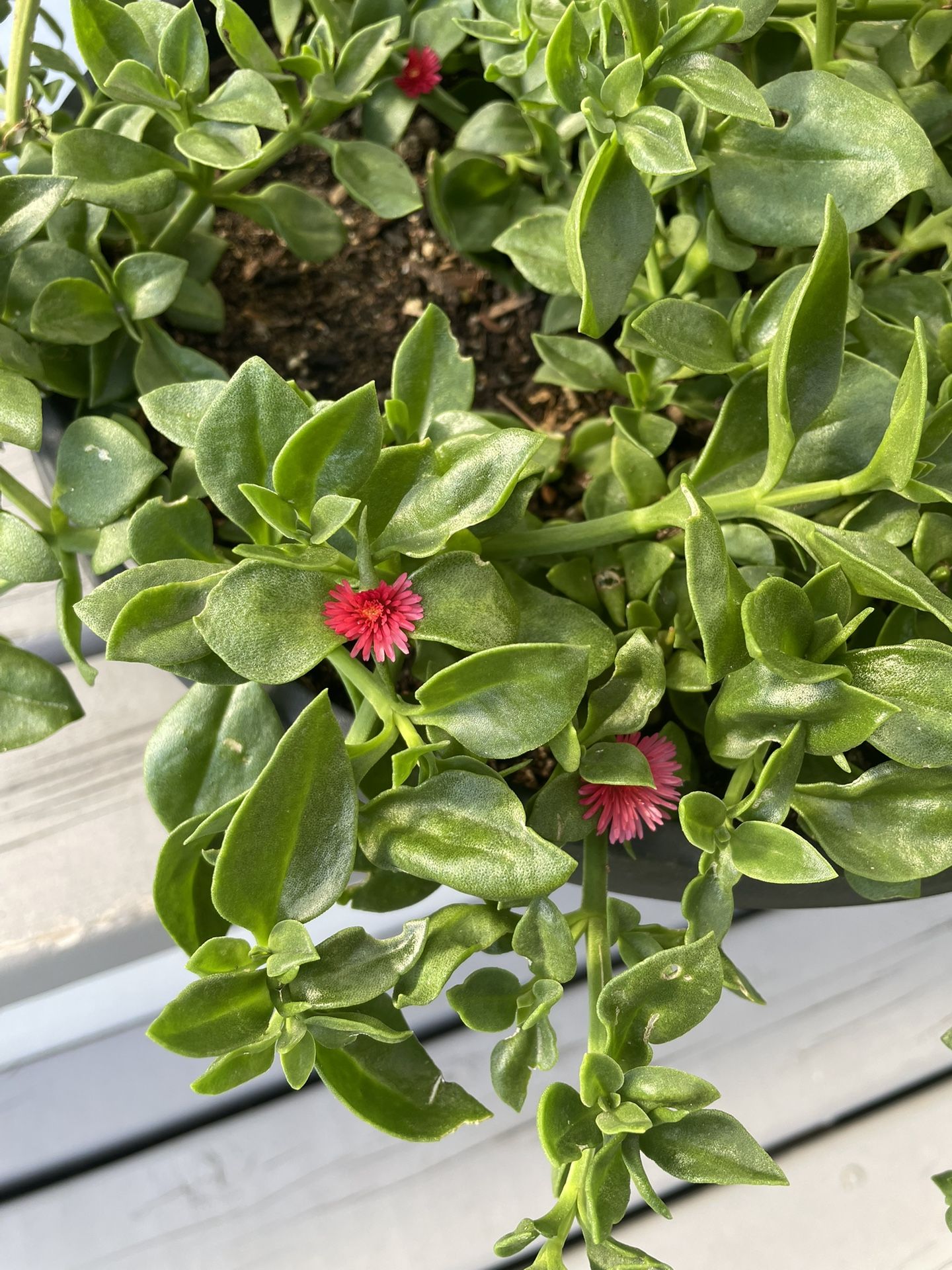 Baby Sun Rose or Heartleaf Ice Plant. (Indoor/Outdoor Life Plant)