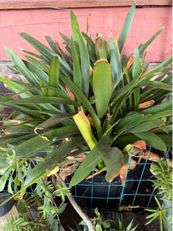 Bromeliads plant / 10 gallon plant