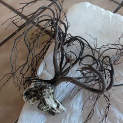 Real Sea Coral Natural Variety