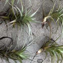 Air Plants