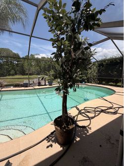 6’ Fake Tree with wicker basket (faux tree)