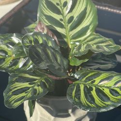 Calatheas Makoyana Plants