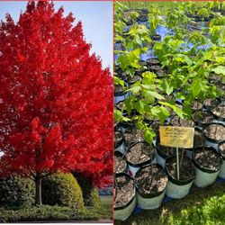 Red Maple, Red Buds & Tulip populars $15.00 Ea