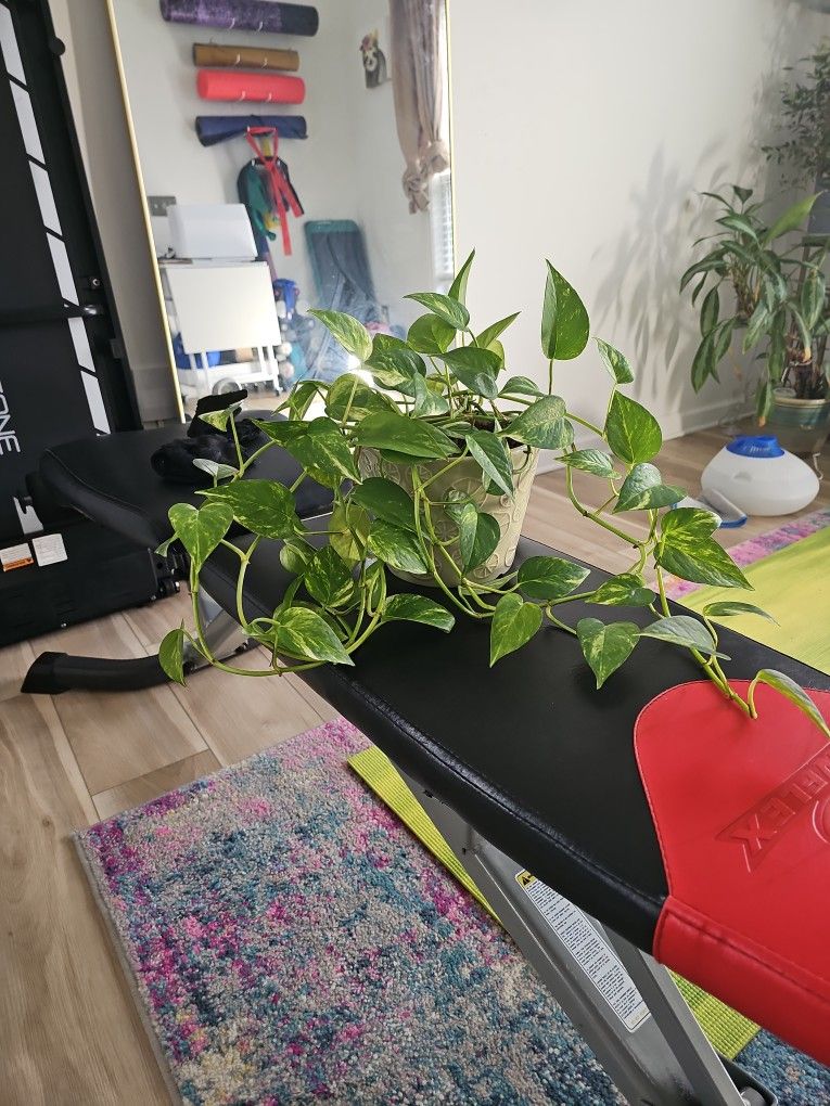 Small Pothos