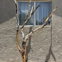 Manzanita Tree