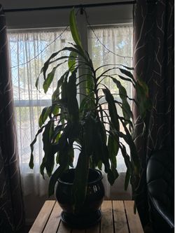 House plants