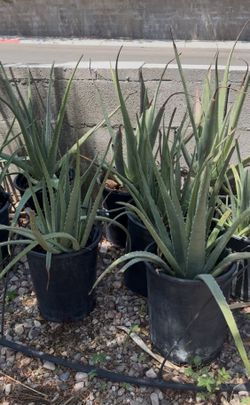 Aloe Vera Plant 5gal pot included