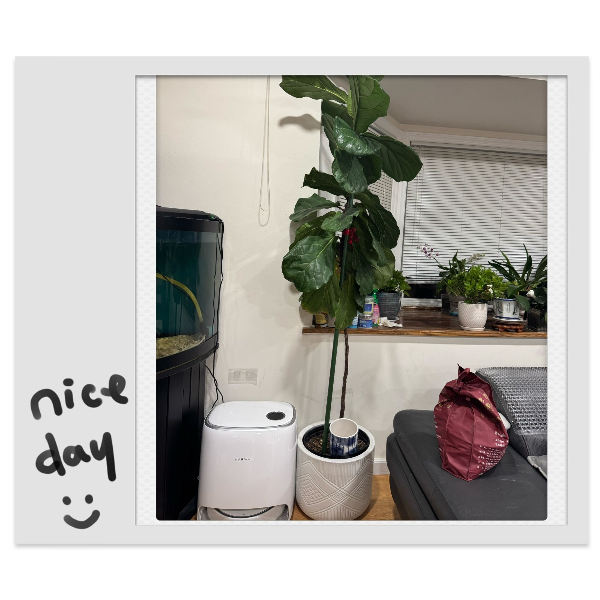  Fiddle for sell：Leaf Fig (Ficus lyrata), standing about 6 ft 3 in tall.