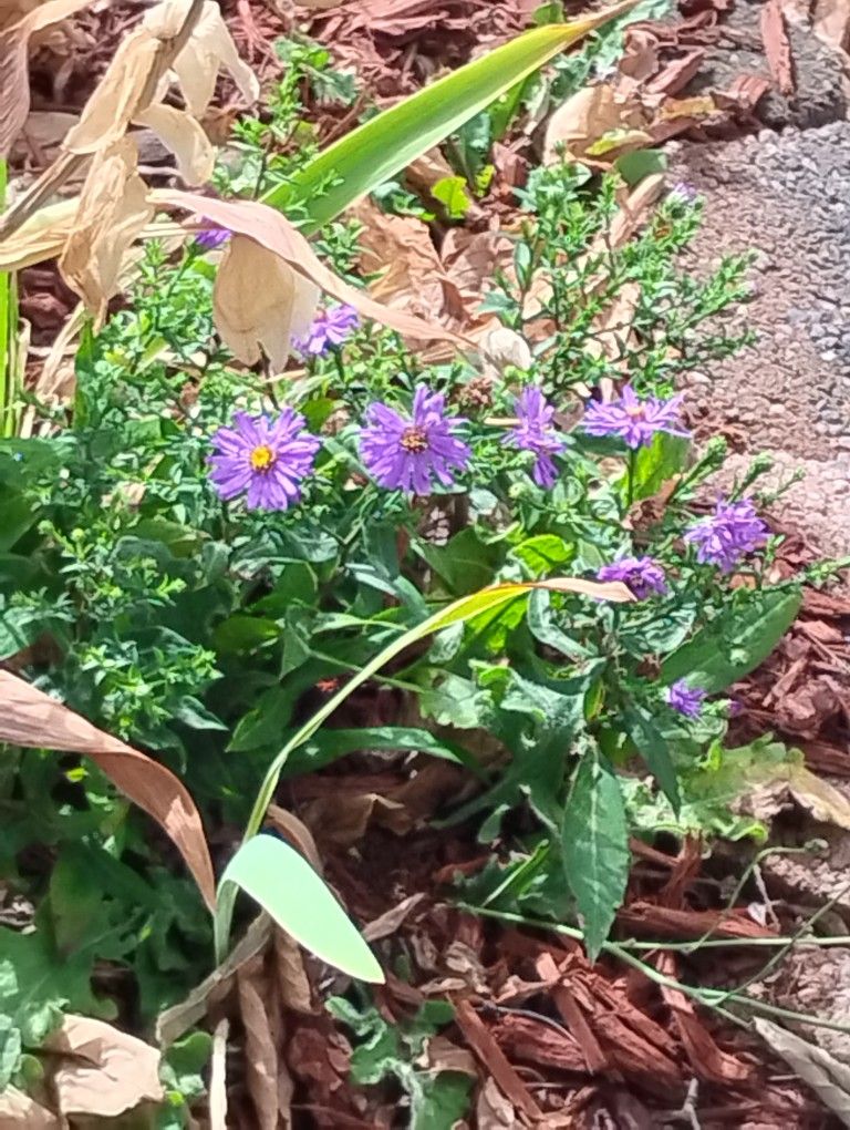 Aster Potted Plants