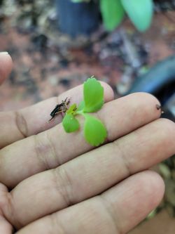 Small Kalanchoe Plants