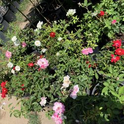 10 $ Rose Bushes