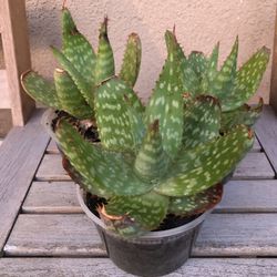 Aloe Vera Succulent Plant 