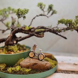Life green mound juniper bonsai