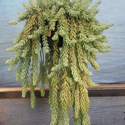 Rare And Exotic Plants