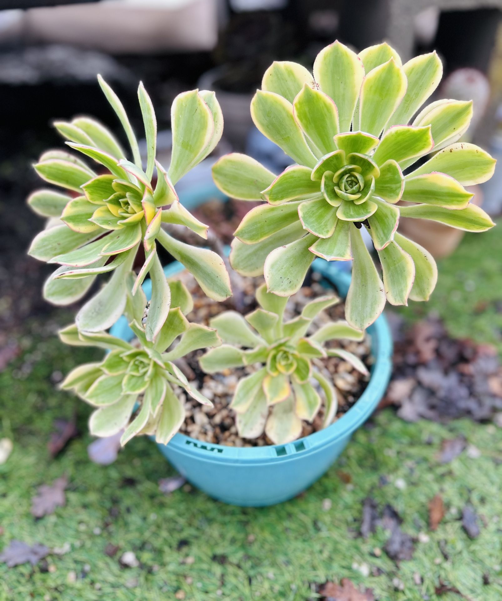 aeonium sunburst succulent