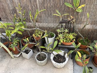 Plumerias