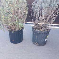 Texas Sage Plants 