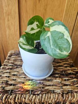 Potho "Pearls and Jade" ( White pot-D)