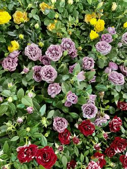 Roses 🌹 