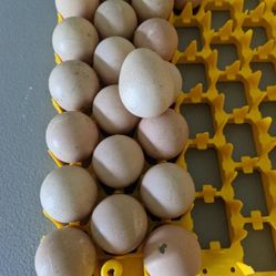 Guinea fowl hatching eggs