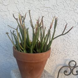 Firestick Plant 