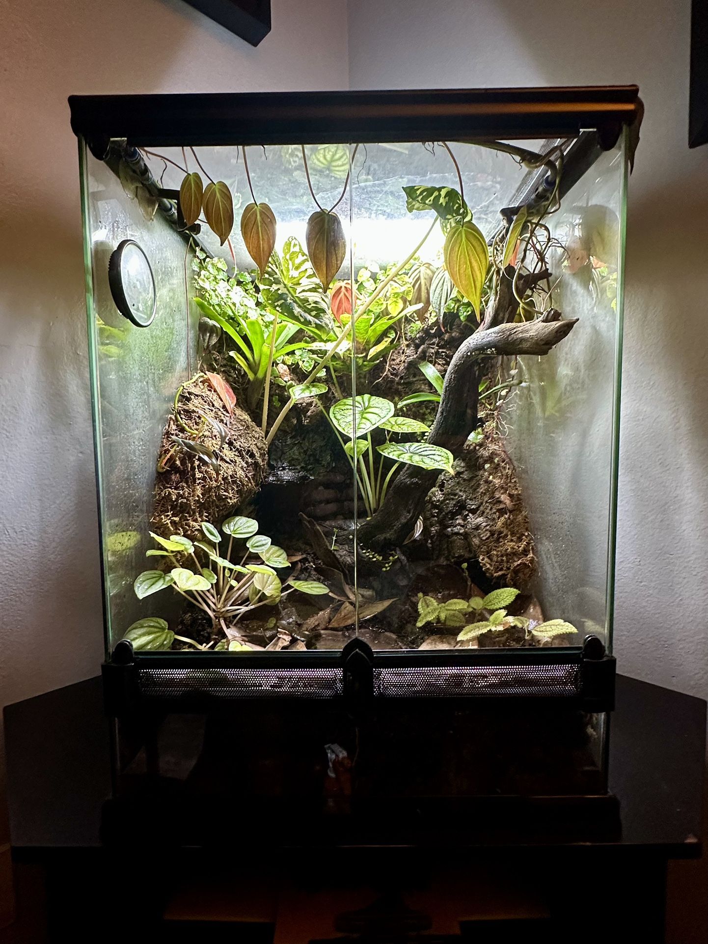 Bioactive Dart Frog Vivarium / Terrarium