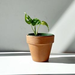Lush Trailing Monstera Adansonii plant/ Swiss Cheese Monstera /House Plant/ Indoor Plant Flower 