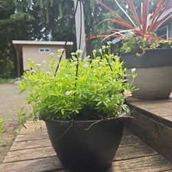 Cleavers or Catchweed Bedstraw Outside Plants 