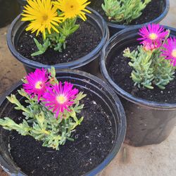 Ice Plant  ground cover Plate