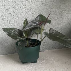 Syngonium  Red  Arrow  Plant 