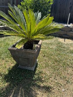 Plant With Planter
