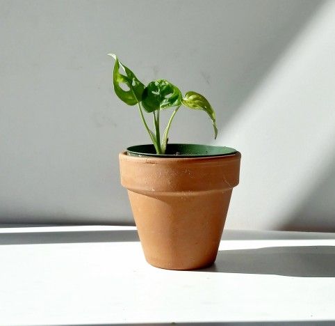 Lush Trailing Monstera Adansonii plant/ Swiss Cheese Monstera /House Plant/ Indoor Plant Flower