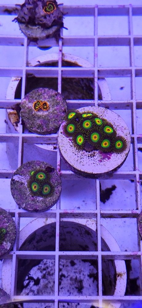 Coral FRAGS Available!