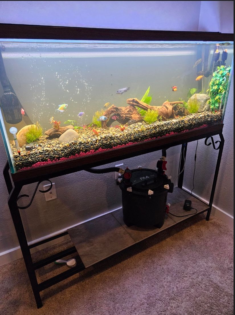 Fish tank 55 inches