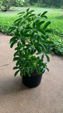 Schefflera Dwarf Umbrella Plant