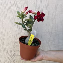 6” desert rose 