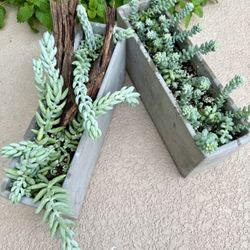 Set 2 Donkey Tails Succulent 