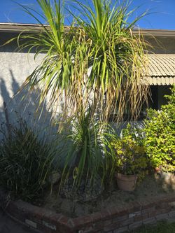 Ponytail palm tree