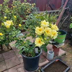 Tall Yellow  Fragrant  Rose