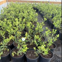 Gardenia Plans $25 Each Price Firm 