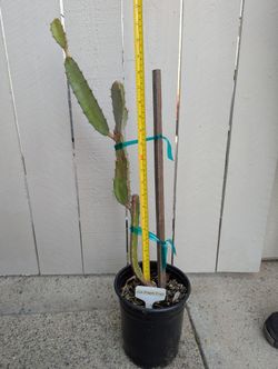 Dragon Fruit- Lisa Variety