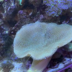 Live Coral