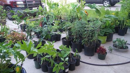Plant sale